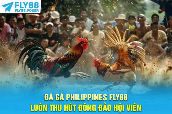 Đá gà Philippines Fly88 luôn thu hút đông đảo hội viên
