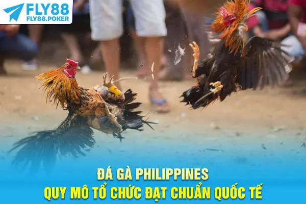Đá gà Philippines quy mô tổ chức đạt chuẩn quốc tế