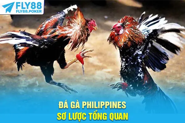 Đá gà Philippines sơ lược tổng quan
